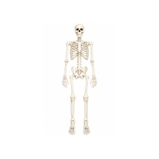 Neo 160cm Halloween Skeleton Prop Life Size Poseable Jointed Decoration Neo 160cm Halloween Skeleton Prop Life Size Poseable Jointed Decoration